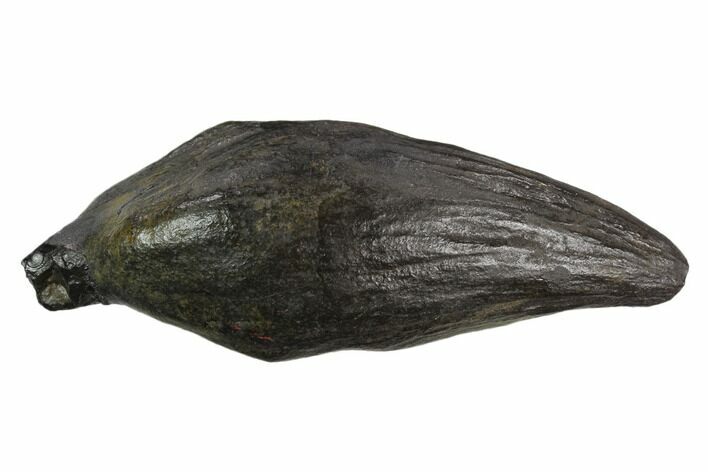 Fossil Sperm Whale (Scaldicetus) Tooth #130180